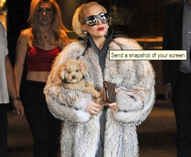 Лэди Гага амьтдын эрхийг хамгаалагчдын ундууцлыг төрүүлэв